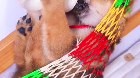 Cute Puppy feeding video