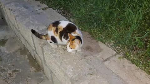 Cute cat eating dinner. This cat was very hungry.