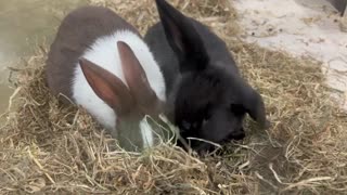 Cute bunnies enjoying their hay!