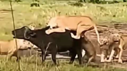 Lion Attack Buffalo😳🐃🦁