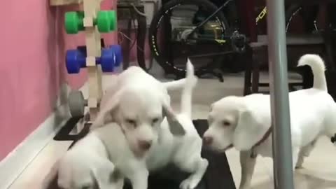 Three puppies play on the treadmill and they get more and more fun