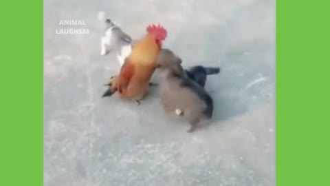 Group Of Puppies Gang Up On Rooster Lol