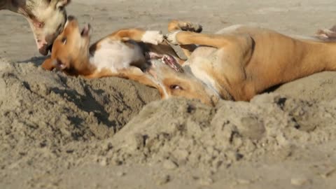 Three dogs playing in sand at beach in Goa