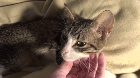 Kitten Looks into Mom's Eyes and Purrs