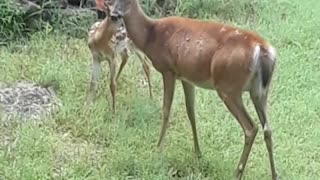 Cute, Rambunctious Fawn