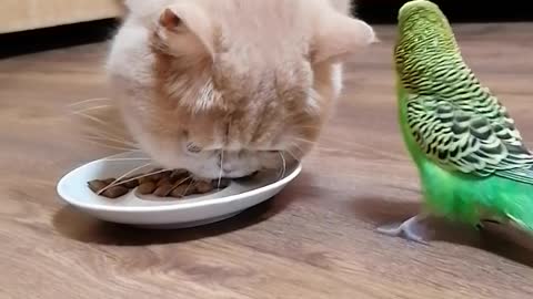 Cat and bird eat together