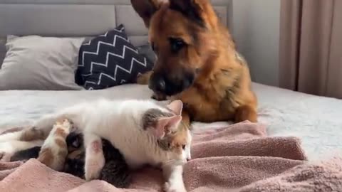 German Shepherd Puppy Meets Mom Cat with Newborn Kittens for the First Time