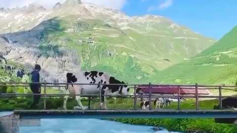 Cow morning walk in switzerland