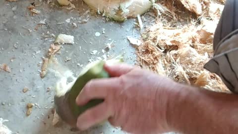 Trying to cut a coco-nut !