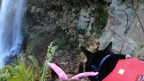 Dog wearing GoPro explores behind beautiful waterfall