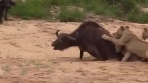 Buffalo is saved by herd