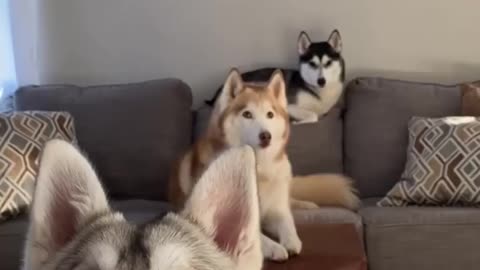 These Huskies Will Make Your Day!