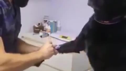 Reaction of the dog when receiving vaccine.