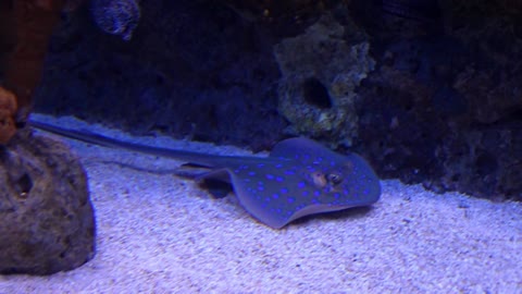 King stingray uncomfortable