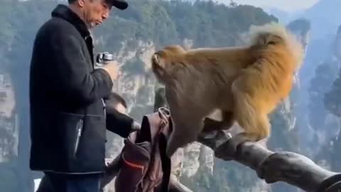 monkeys vs tourist