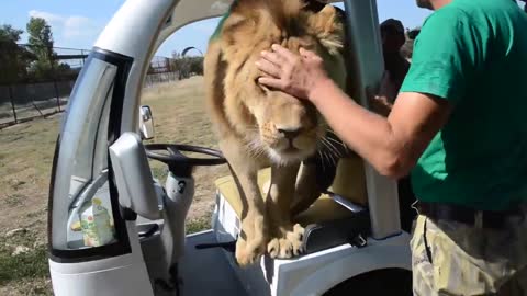 the lion climbed into the car of tourists to lick them