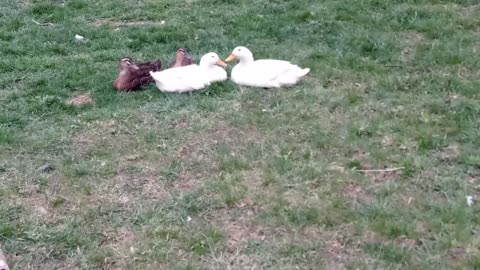 Ducks hanging out