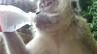 Macaque monkey asks for water