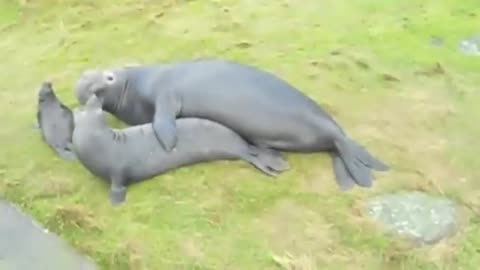 Elephant Seal Mating Ritual