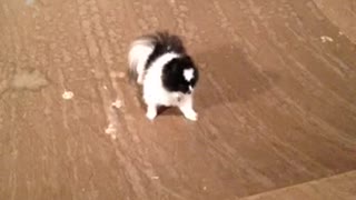 Small white dog trying to climb ramp but slides down