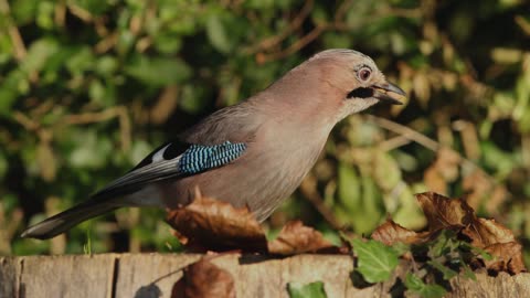 The Jay: Close Up HD Footage (Garrulus glandarius)