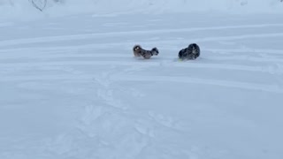 Dogs playing in slow motion