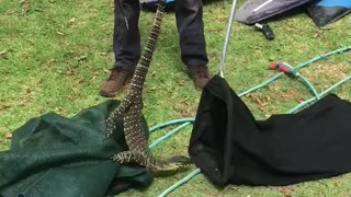 Big Lace Monitor Lizard Caught After Stealing Eggs