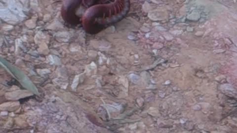 Snake and Giant Centipede Face Off