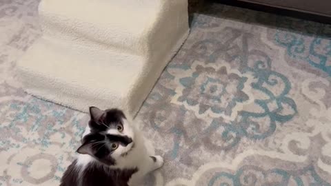 Kitty Tackles Stairs