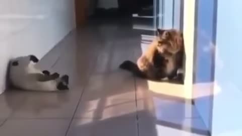 Ninja Cat takes on fat dog