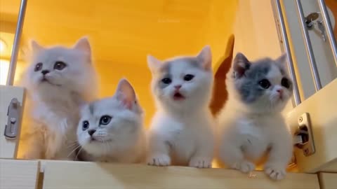 FUNNY ANIMAL PET VIDEO - Funny Pet Videos Compilation - Cats and Dogs Funniest