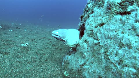 Button eye moray eel seeks shelter in an artificial reef