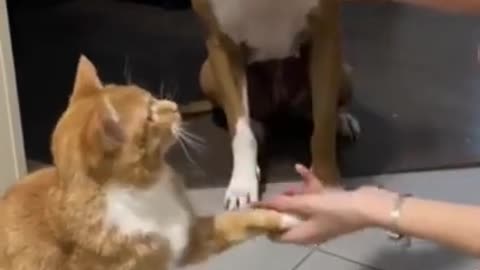 Cute cat and Dog reaction to treats 😻😍😃⭐ #shorts