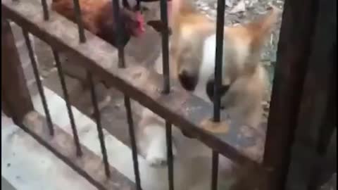 Corgie Funny Moment With Chicken