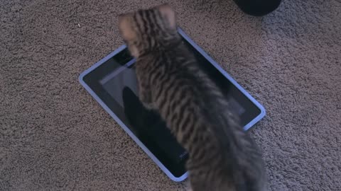 Cat Ipad or an IPhone