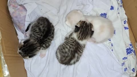 I held the baby kittens. Kittens meow