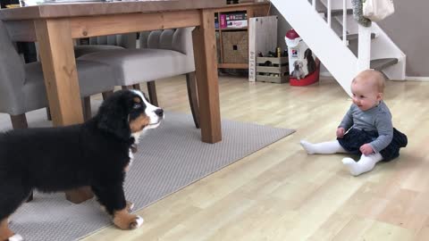 FIRST MEETING BABY vs BERNESE MOUNTAIN DOG PUPPY