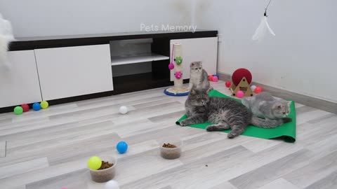 Cat entertainment