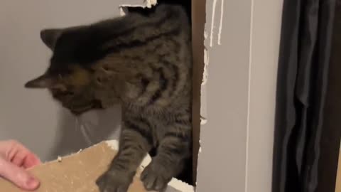 Adventurous Kitty Gets Stuck Behind Basement Wall