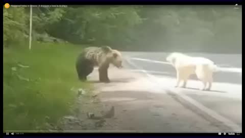 Dog takes on brown bear - you won't believe what happens.
