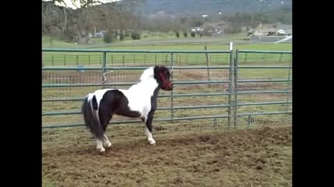 Caldwells Standin Bad 2007 Black & White Miniature Horse Stallion By Grahams Keystone Classic.wmv