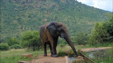 The elephant feeds on water