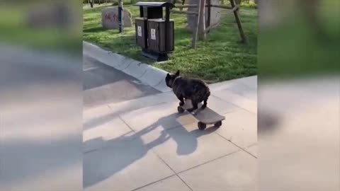 skate dog