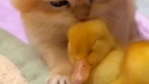 😻😹🐾"Kitten and Duckling Love: Cutest Moments"🦆🦢😹😻