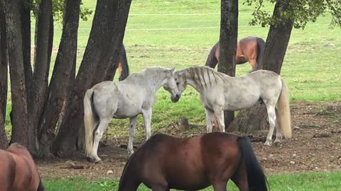 Horses,Animal video,Animal,Horses video