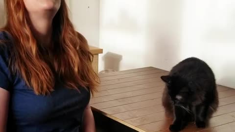 Easy Cat Seat Training Tips