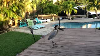 Cutest Puppy Ever Herds a Heron