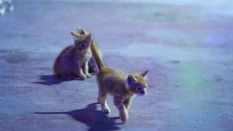 Three red kitten playing outdoor. Beautiful homeless kittens living on street