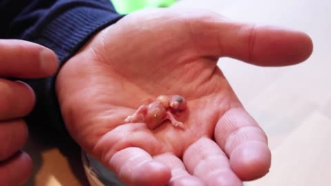 The Smallest Parrot you have ever seen - Tiny egg rescue | Rumble Funniest videos