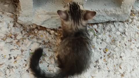 Two cat playing near a hallow block